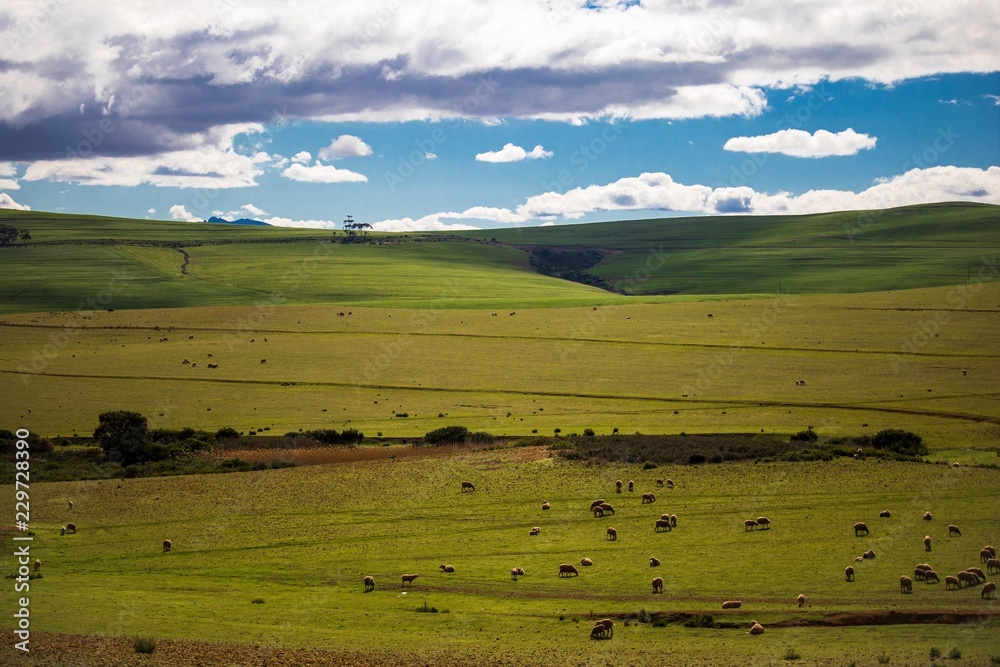 Sheep grazing in magestic green fields in Caledon, Western Cape, South Africa.