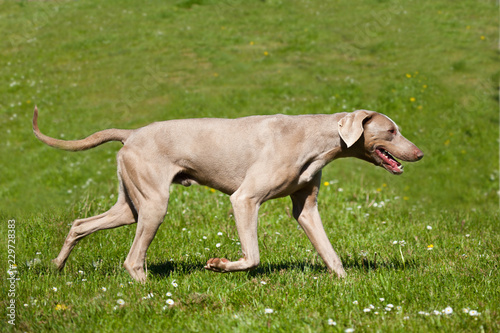 Fototapeta Naklejka Na Ścianę i Meble -  Weimaraner trotting across field, side view