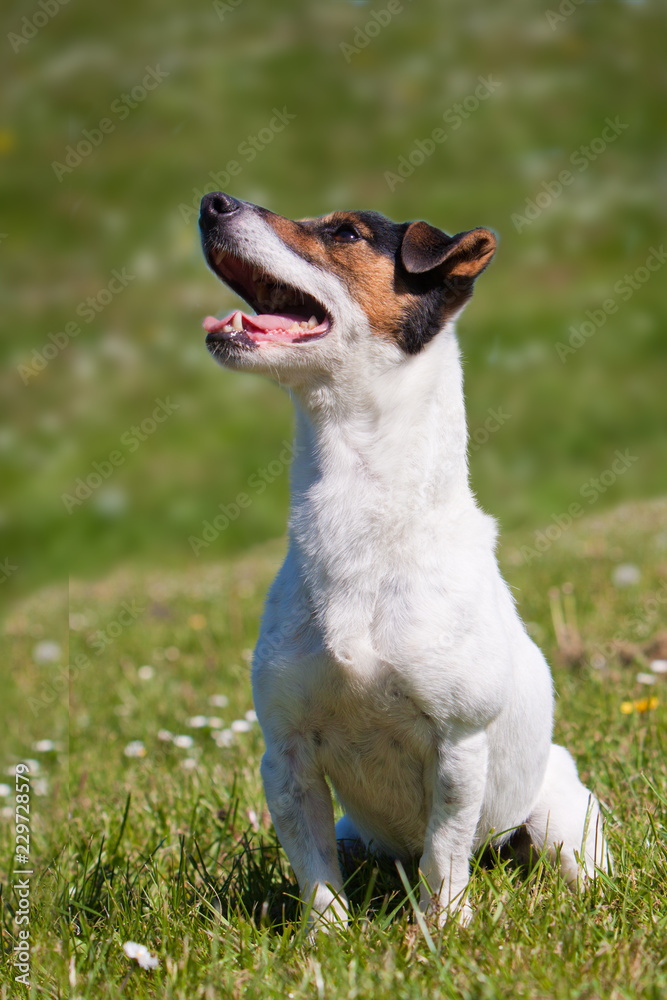 Sitting Jack Russell Terrier, grassy background Sitting Jack Russell Terrier, grassy background