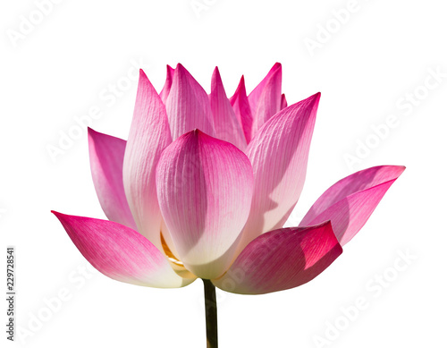 Fototapeta Naklejka Na Ścianę i Meble -  Beautiful pink lotus flower or science name Nelumbo is blooming with clipping path on white background