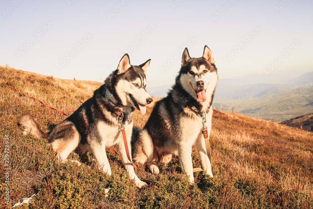 Two Siberian Husky travels the Ukrainian Carpathians. Mountain Range. Black and white dog Cute Husky. Game of two dogs