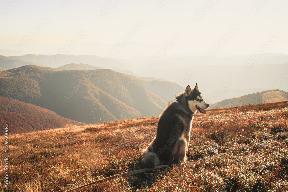 The Siberian Husky travels to the Ukrainian Carpathians. Mountain Range. Black and white dog Cute Husky