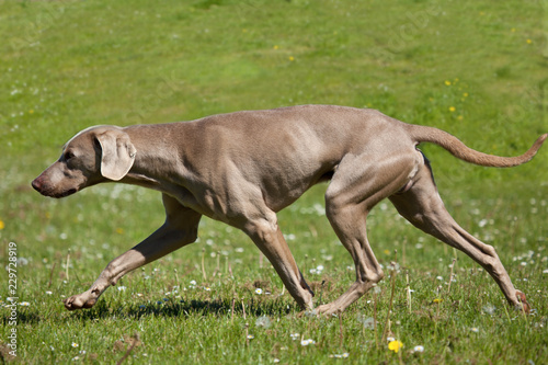 Fototapeta Naklejka Na Ścianę i Meble -  Side view of Weimaraner running across a field