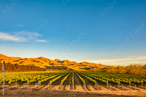 Vineyard in Canterbury, New Zealand