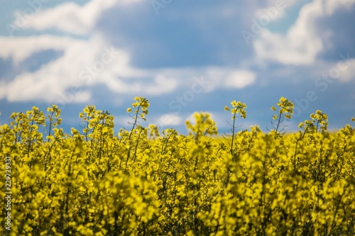 Close up of Canola flowers on a farm in Caledon, Western Cape, South Africa.