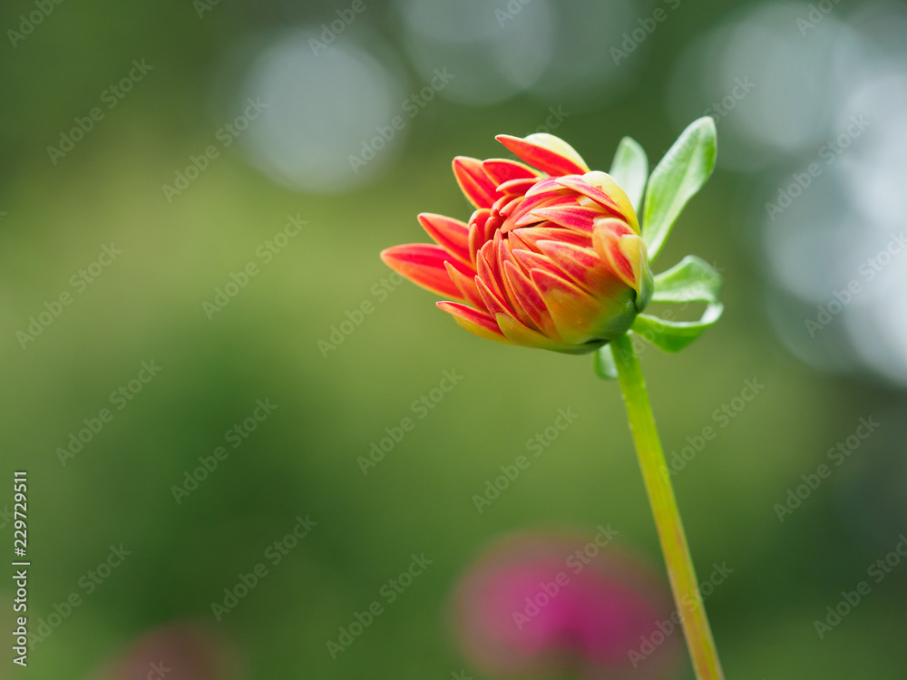 オレンジ色のダリアの蕾 オレンジ色のダリアの蕾