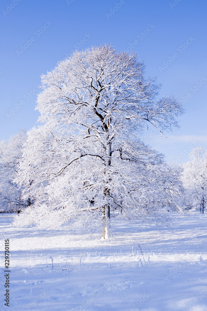 Magnificient Oak tree covered in snow Magnificient Oak tree covered in snow