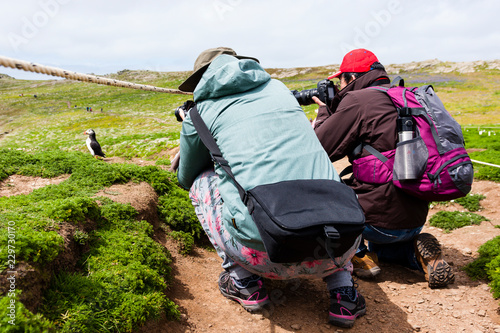 24th May 2015, Pembrokeshire, Wales. Pair of  tourists photographing an Atlantic puffin at close range.