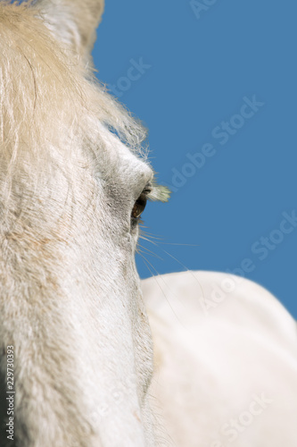 Fototapeta Naklejka Na Ścianę i Meble -  Half of grey pony's face with body out of focus against blue sky