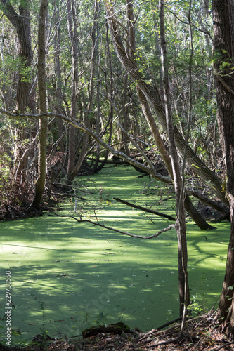 Trees over swamp water © ChrisLonsberryMedia