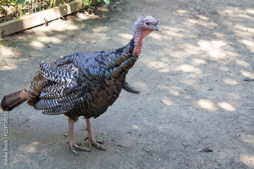 Turkey in the farm yard