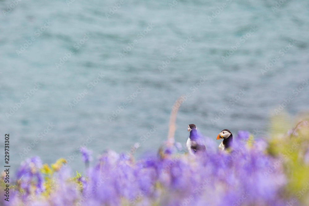 Obraz premium 24th May 2015, Pembrokeshire, Wales. Pair of Atlantic puffins against bluebell foreground.
