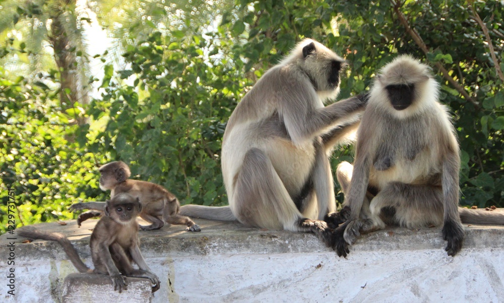 Affen in Indien