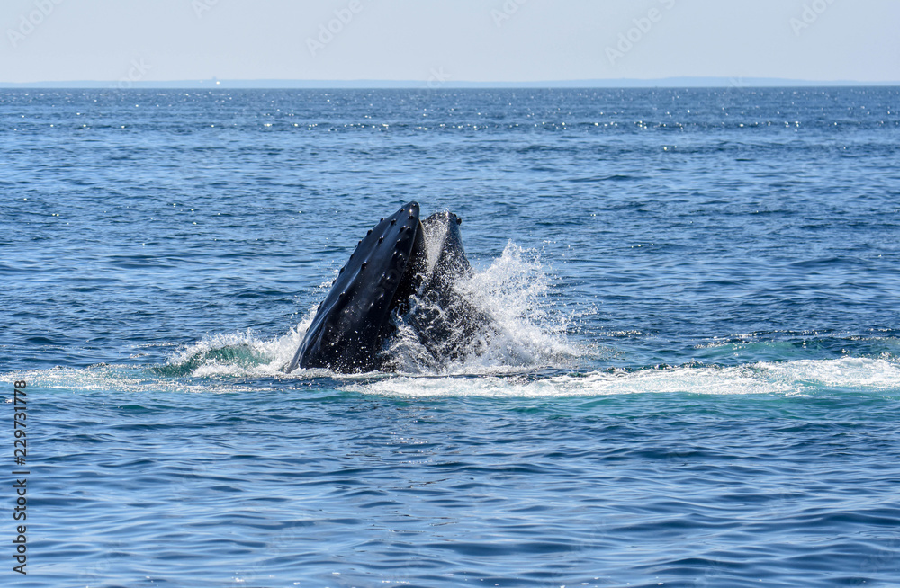 Naklejka premium Big swallow 4 - Cape Cod Bay - August 2018