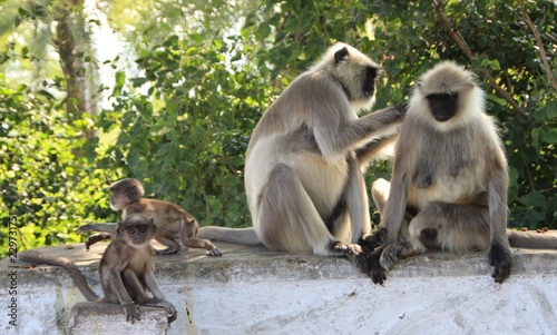 Affen in Indien © Heiko