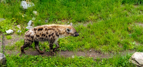 Spotted hyena  Crocuta crocuta   also known as the laughing hyena  walking in profile along green lawn. It is distinguished from other species by its bear-like build  rounded ears and spotted pelt.