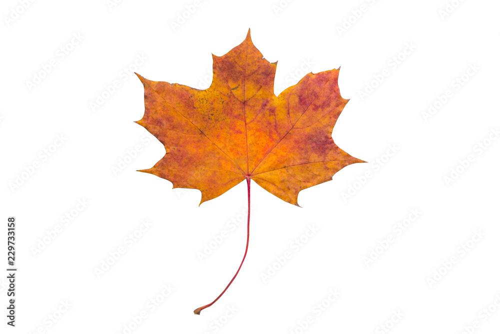 Fototapeta premium Isolated Maple Leaf, isolated