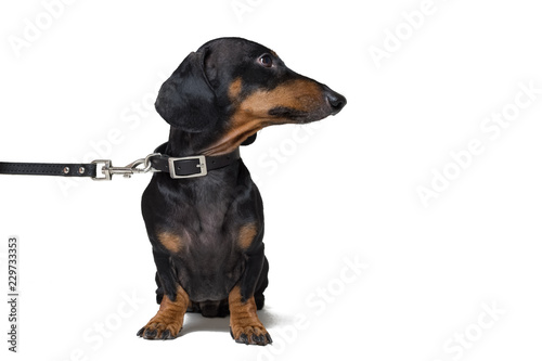 cute dachshund dog, black and tan, waiting and begging to go for a walk with owner,   pull the leash, isolated on white background
