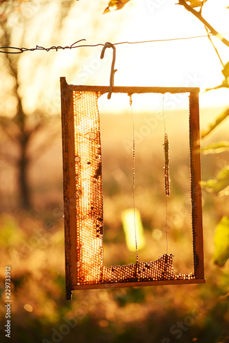 Honey bee honeycomb in a sunny garden.  