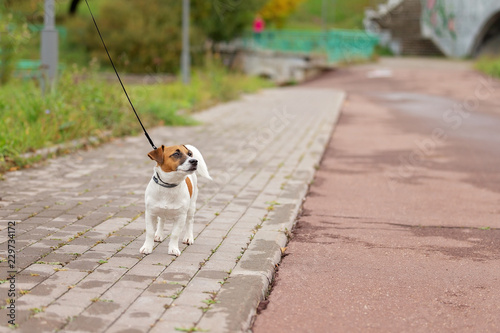 little dog for a walk in the park