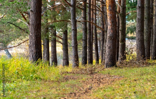 path at Autumn forest