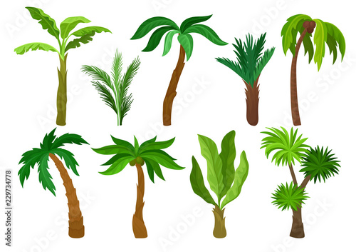 Flat vector set of different kinds of palm trees. Plants with bright green leaves. Natural landscape elements. Jungle flora