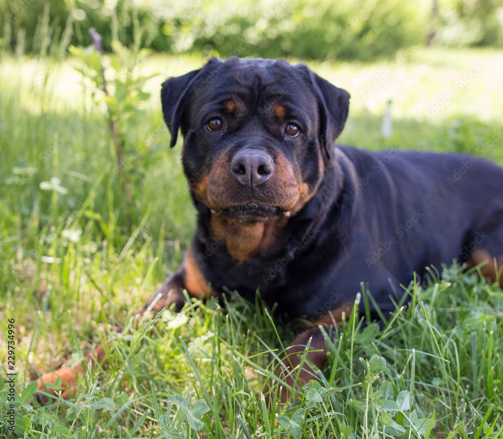 A portrait of a thoroughbred dog in nature A portrait of a thoroughbred dog in nature