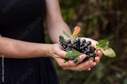 Woman hands holds chokeberry in garden.