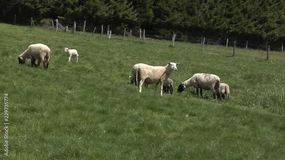 A couple of black and white sheep grazing on the grass in the sun. A couple of black and white sheep grazing on the grass in the sun.