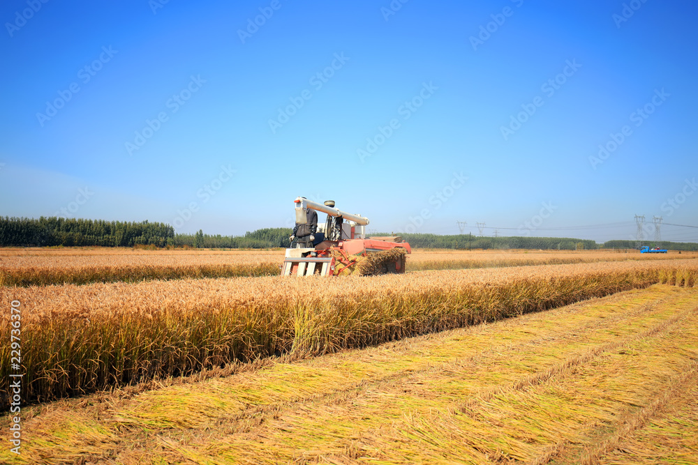 Fototapeta premium Harvester machine is harvesting rice