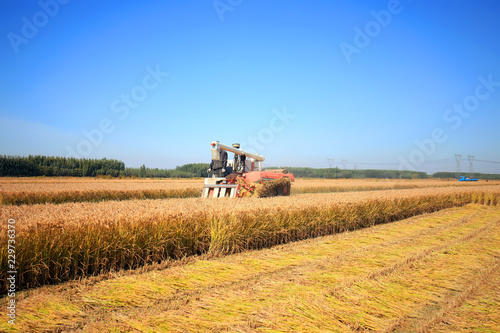 Harvester machine is harvesting rice © zhengzaishanchu