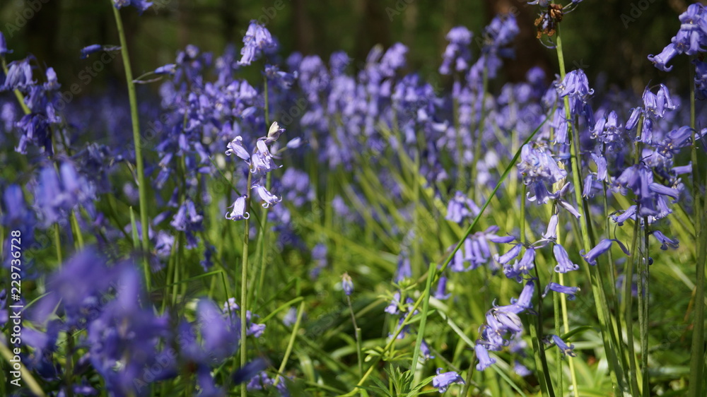 Obraz premium BlueBells in Hertfordshire Woodland