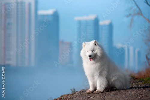 Big white dog breed Samoyed stands on the banks of the urban landscape.