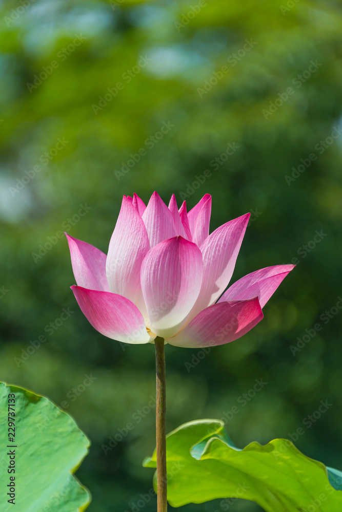 Beautiful pink lotus flower or science name Nelumbo is blooming with natural green background