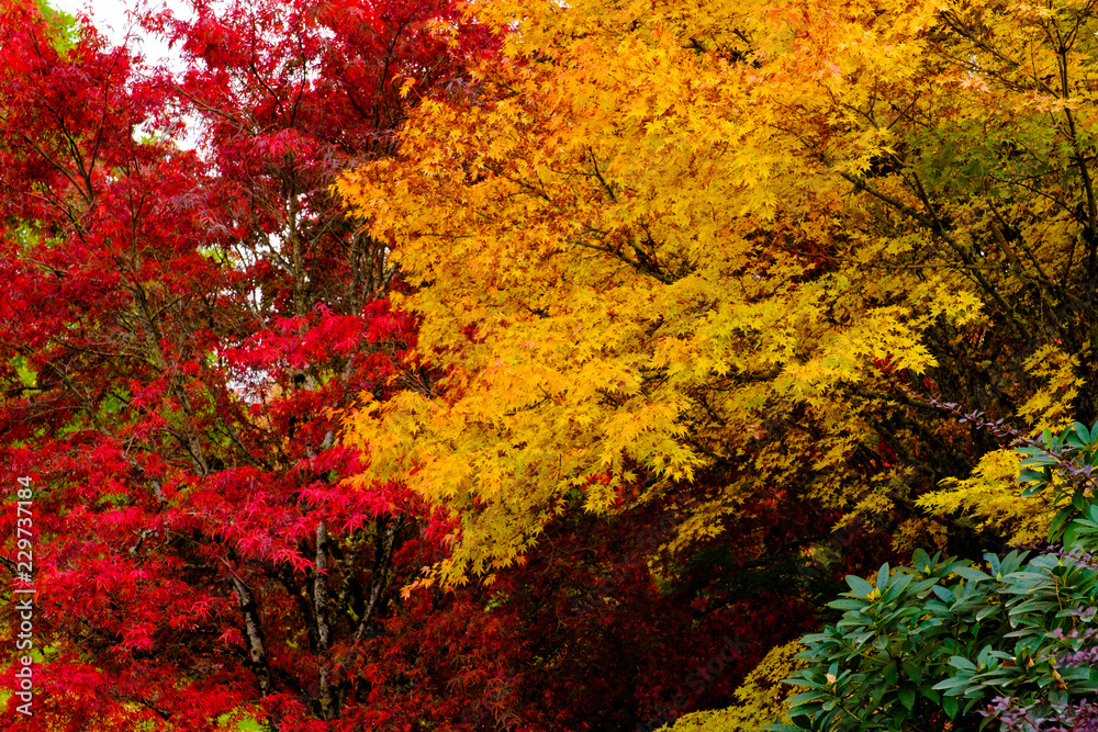 Beautiful  autumn trees ,Maple tree colorful autumn colors 