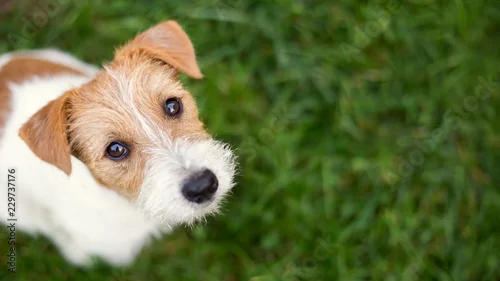 Fototapeta Psia twarz - śliczny szczęśliwy Jack Russell zwierzęcia domowego szczeniak patrzeje w trawie, sieć sztandar z kopii przestrzenią