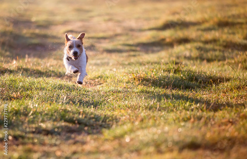 Happy jack russell pet puppy running in the grass - dog background with copy space