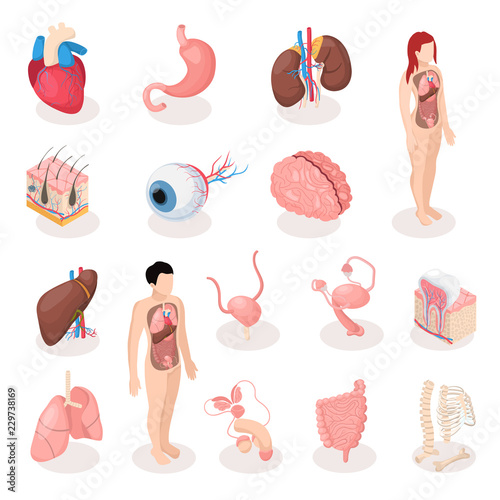 Human Organs Isometric Icons Set