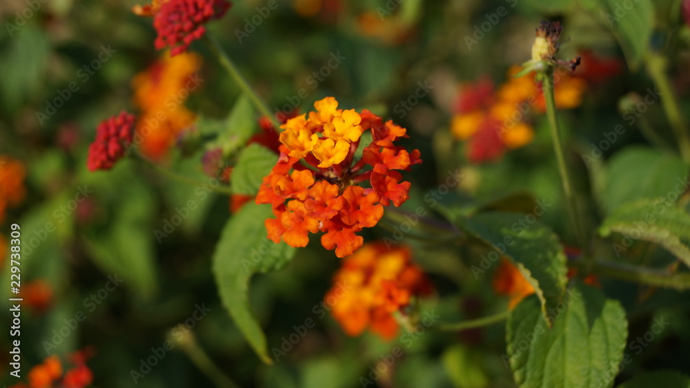 British Wildflower Orange Red and Yellow British Wildflower Orange Red and Yellow