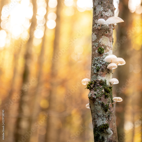 Autumn mushrooms and beech trees, Dardagna, Corno alle Scale, Bologna