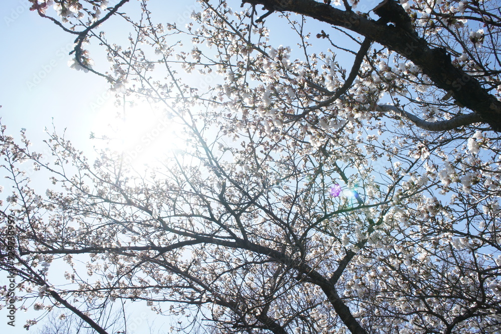 眩しい桜 眩しい桜