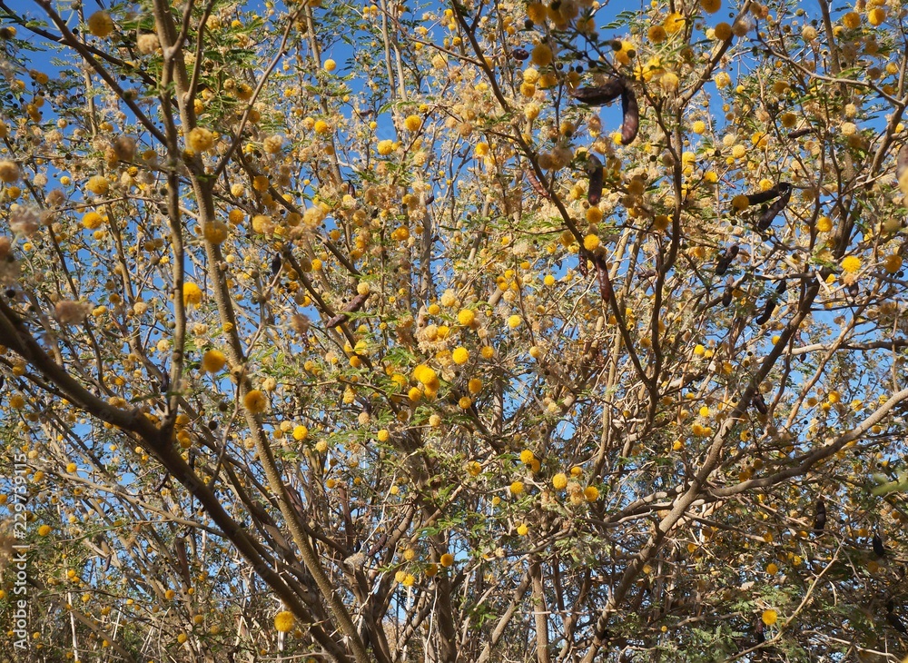 Yellow acacia mimosa blossom 