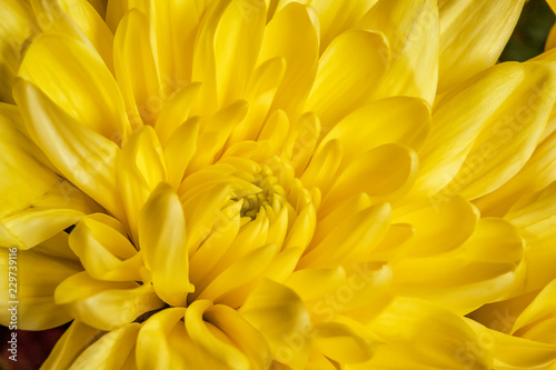 Beauty yellow chrysanthemum flower. Background of a yellow chrysanthemum flower close-up. Tender flower. Nature.