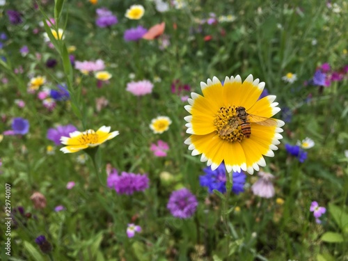 Large Yellow British Wild Flower with Hover-fly Bee Pollinating 