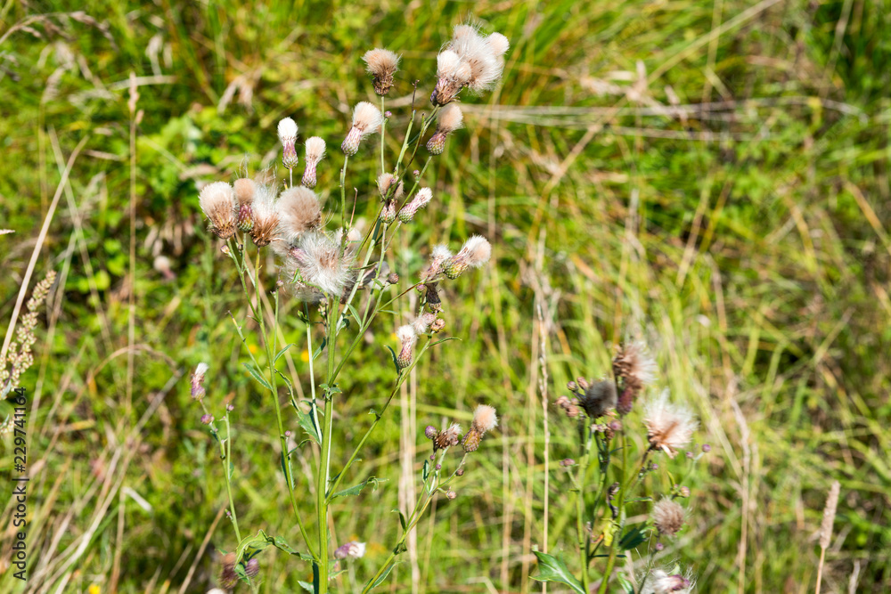 White faded thistle in the grass White faded thistle in the grass