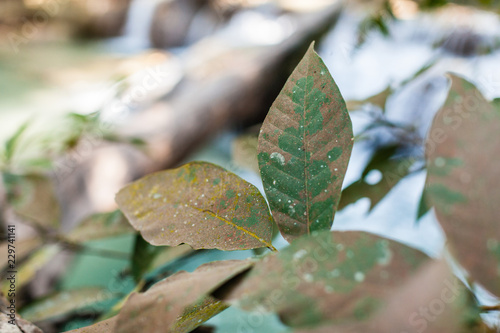 Hopea odorata leaves photo