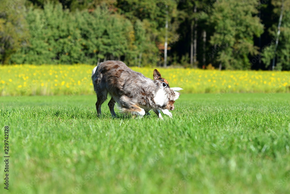 spielende Hunde. Hütehund kämpft spielerisch mit Terrier auf einer Wiese spielende Hunde. Hütehund kämpft spielerisch mit Terrier auf einer Wiese
