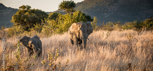 mother and baby elephant on safari