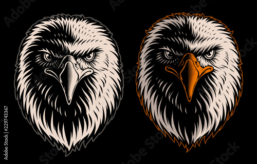 Vector illustration of white head eagle