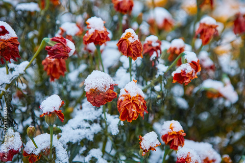 The first snow fell on orange and yellow flowers. Flowers freeze and die from the first frost.